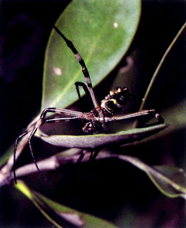 Las ramas altas y el follaje del manglar presentan todo un mundo
viviente dominado principalmente por insectos. Estos a su vez atraen las arañas, que tejen complicadas redes para capturarlos y así regular
su número .