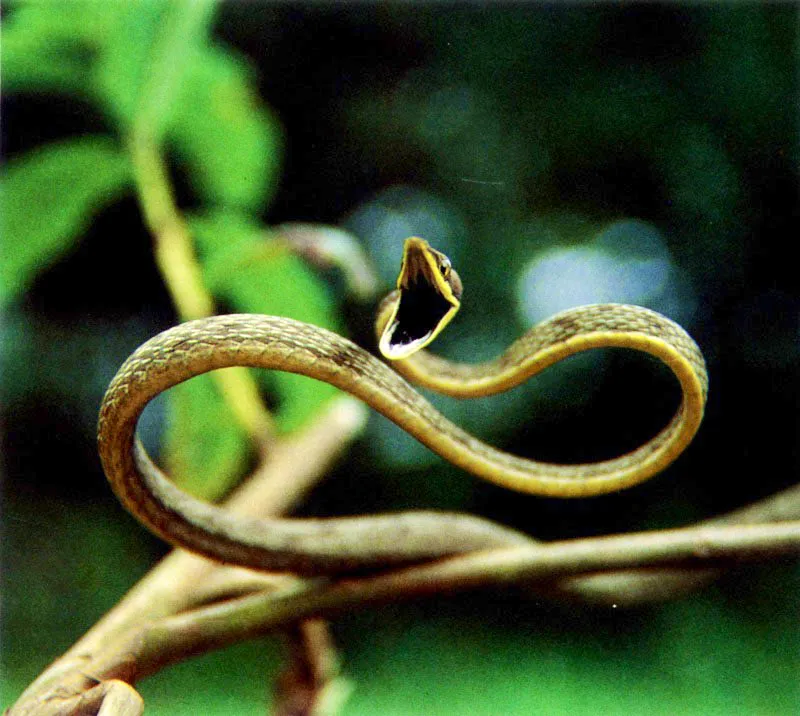 Las ramas altas y el follaje del manglar presentan todo un mundo
viviente dominado principalmente por insectos. Estos a su vez atraen las arañas, que tejen complicadas redes para capturarlos y así regular
su número .