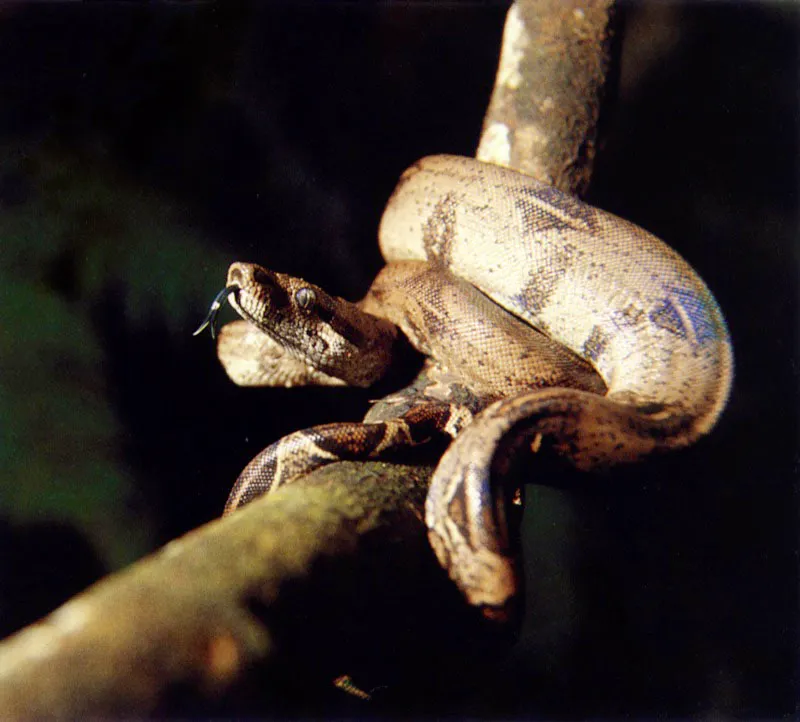 Las ramas altas y el follaje del manglar presentan todo un mundo
viviente dominado principalmente por insectos. Estos a su vez atraen las arañas, que tejen complicadas redes para capturarlos y así regular
su número .