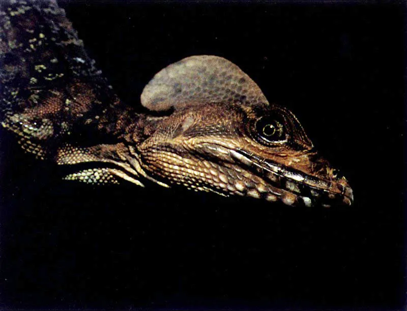 En los esteros encontramos lagartos como el cruzarroyo, Basiliscus galeritus, capaz de correr cortas distancias sobre el agua para ir en busca de insectos y pequeños invertebrados, que captura, entre el laberinto de raíces. Otro lagarto del manglar
es la iguana, Iguana
iguana, la cual se
alimenta preferencialmente del mangle negro y ha hecho que éste se conozca en el Pacífico colombiano con el nombre de iguanero.