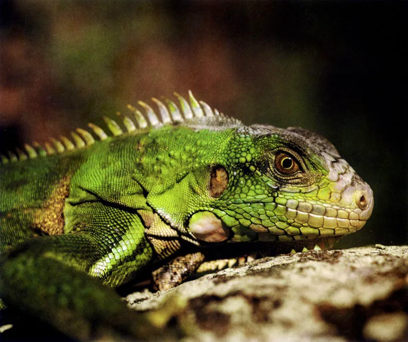 En los esteros encontramos lagartos como el cruzarroyo, Basiliscus galeritus, capaz de correr cortas distancias sobre el agua para ir en busca de insectos y pequeños invertebrados, que captura, entre el laberinto de raíces. Otro lagarto del manglar
es la iguana, Iguana
iguana, la cual se
alimenta preferencialmente del mangle negro y ha hecho que éste se conozca en el Pacífico colombiano con el nombre de iguanero.