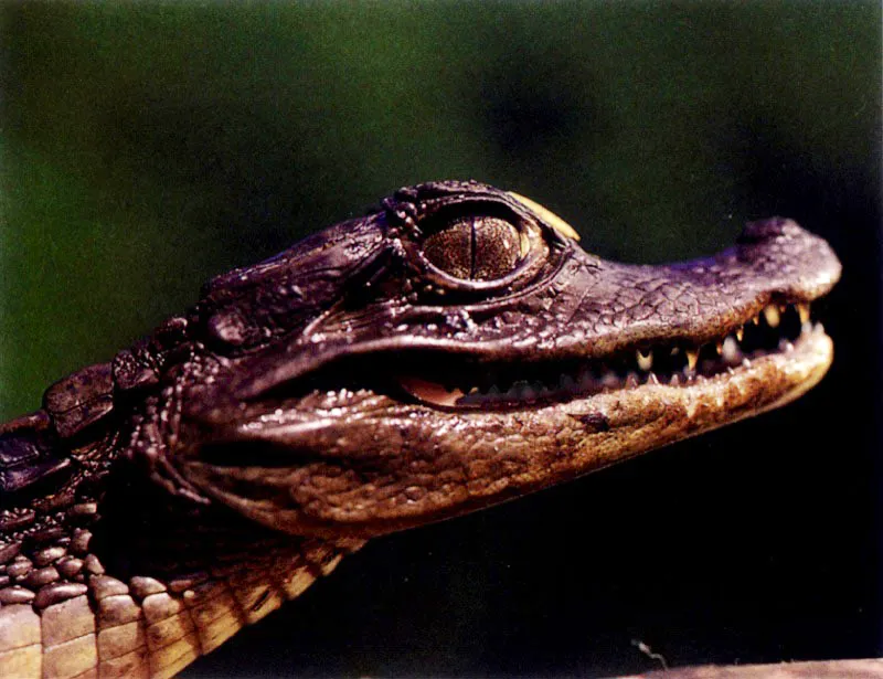 También lo habitan
otros lagartos más grandes como la babilla, Caiman sclerops fuscus, y el caimán de aguja, Crocodylus acutus. Estos animales se alimentan principalmente de peces y tortugas y anidan en el manglar, hoy día su último refugio.