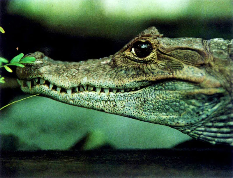 También lo habitan
otros lagartos más grandes como la babilla, Caiman sclerops fuscus, y el caimán de aguja, Crocodylus acutus. Estos animales se alimentan principalmente de peces y tortugas y anidan en el manglar, hoy día su último refugio.