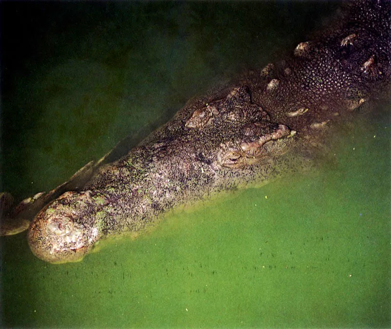 También lo habitan
otros lagartos más grandes como la babilla, Caiman sclerops fuscus, y el caimán de aguja, Crocodylus acutus. Estos animales se alimentan principalmente de peces y tortugas y anidan en el manglar, hoy día su último refugio.