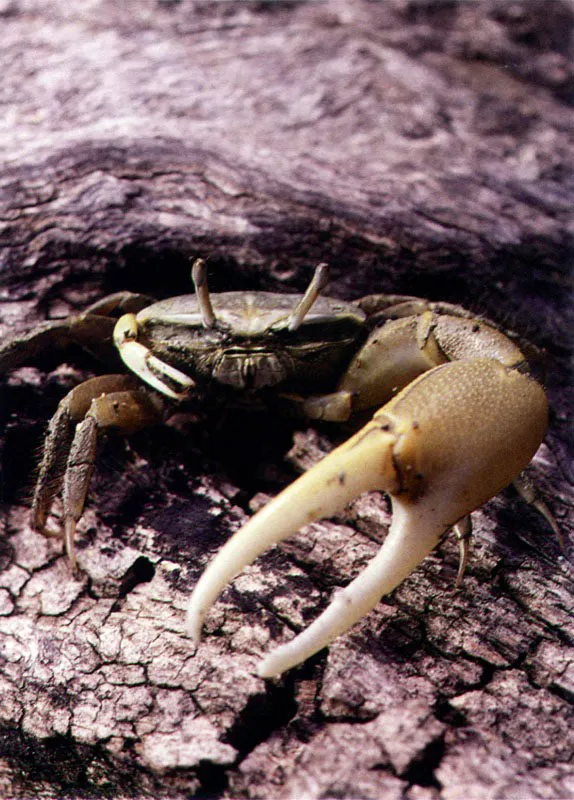 Verdaderos reyes del manglar, son los cangrejos, en especial el cangrejo del mangle, Aratus pisonii. Este trepa sobre los troncos y se alimenta casi exclusivamente del material vegetal ?incluso hojas~, aportado por el árbol. Otros cangrejos como el ermitaño, Coenobita compressus, sube a los troncos de mangle para raspar pequeñas ostras recién fijadas. Otros no trepan al árbol, como el cangrejo violinista,
Uca vocator, inferior derecha, sino que recoge directamente del suelo
con su pequeña pinza el detritus orgánico. La otra , generalmente muy desarrollada, la utiliza, ?adornándola con llamativos colores?, para cortejar a la hembra.
