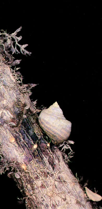 Los moluscos rivalizan con los cangrejos por el dominio del manglar. Los caracoles han desarrollado diferentes estrategias para aprovechar este recurso. Algunos como Littorina scabra aberrans, Littorina
zebra y Littorina fasciata, tienen lenguas raspadoras especializadas para retirar pequeñas algas y otros microorganismos que se desarrollan sobre la superficie de las raíces y troncos expuestos a la acción de la marea. Son verdaderos ramoneadores de este potrero vertical. Pero también existen cazadores, los lobos del manglar, como Thais kiosquiformis, armados de una potente rádula con la cual perforan, a manera de taladro, la concha protectora de otros moluscos. Luego introducen sus dientes y desgarran a su presa.