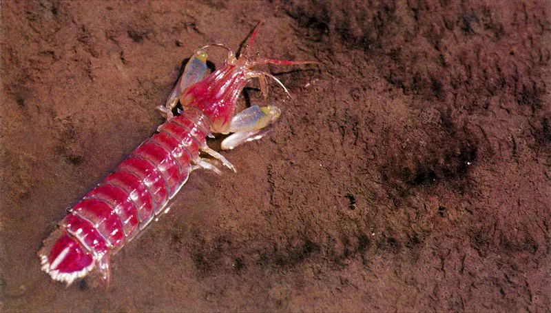 El camarón bravo,
Squilla panamensis, vive en zonas estuarinas y es un magnífico cazador armado de cinco patas mandibulares, con las cuales retiene a su presa, preferentemente pequeños peces. Los camarones de agua dulce como Macrobrachium spp., no viven directamente en el manglar como adultos,
pero todo su ciclo larval se desarrolla en este rico ecosistema. Las migraciones masivas de las postlarvas cuando remontan las corrientes de los ríos son un espectáculo inolvidable en el Pacifico colombiano.