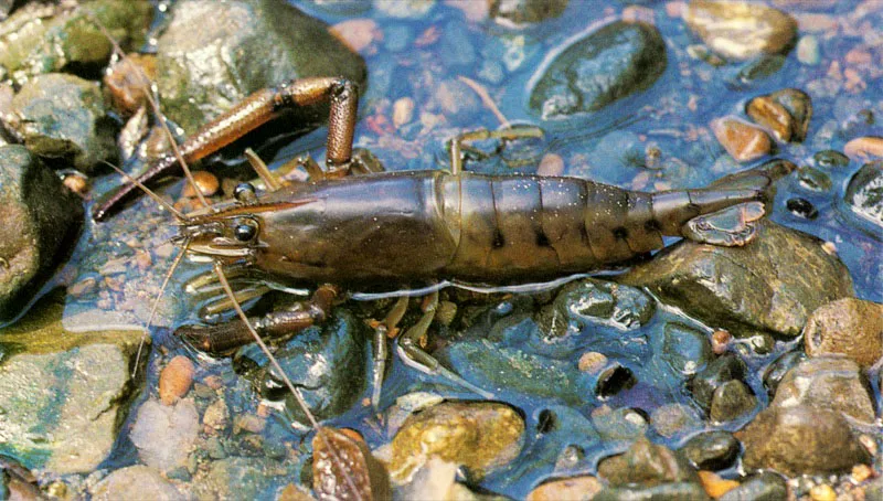 El camarón bravo,
Squilla panamensis, vive en zonas estuarinas y es un magnífico cazador armado de cinco patas mandibulares, con las cuales retiene a su presa, preferentemente pequeños peces. Los camarones de agua dulce como Macrobrachium spp., no viven directamente en el manglar como adultos,
pero todo su ciclo larval se desarrolla en este rico ecosistema. Las migraciones masivas de las postlarvas cuando remontan las corrientes de los ríos son un espectáculo inolvidable en el Pacifico colombiano.