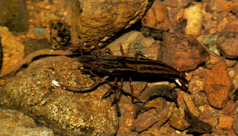 El camarón bravo,
Squilla panamensis, vive en zonas estuarinas y es un magnífico cazador armado de cinco patas mandibulares, con las cuales retiene a su presa, preferentemente pequeños peces. Los camarones de agua dulce como Macrobrachium spp., no viven directamente en el manglar como adultos,
pero todo su ciclo larval se desarrolla en este rico ecosistema. Las migraciones masivas de las postlarvas cuando remontan las corrientes de los ríos son un espectáculo inolvidable en el Pacifico colombiano.