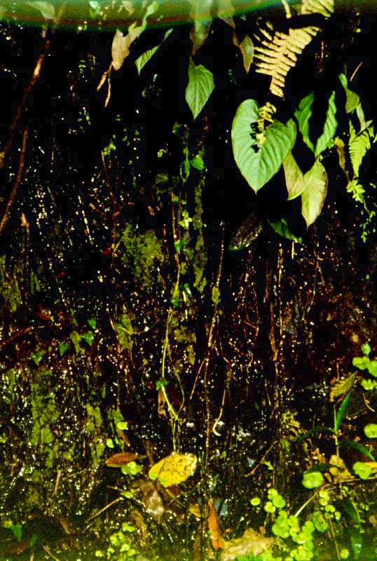 Las altas precipitaciones de la selva húmeda
tropical lavan rápidamente los nutrientes remineralizados y por ello la vegetación ha inventado un sinnúmero de estrategias para retener estos elementos antes que se pierdan. Por ejemplo, ha desarrollado raíces superficiales con hongos asociados que les dan el aspecto de churrusco, para aumentar la superficie y garantizar la rápida absorción de los
nutrientes.
