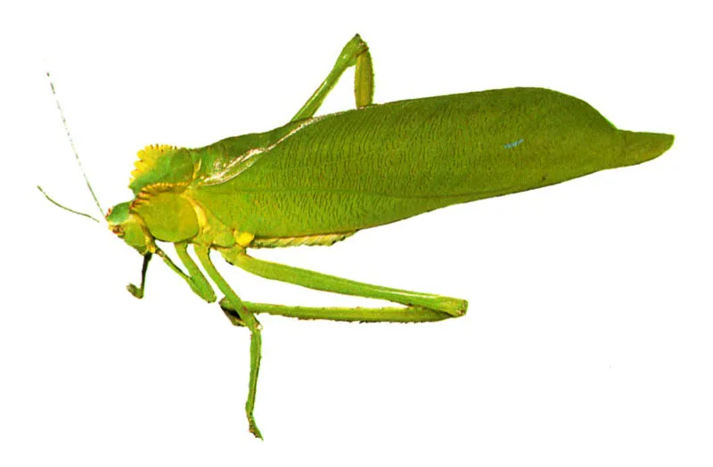 Las altas precipitaciones de la selva húmeda
tropical lavan rápidamente los nutrientes remineralizados y por ello la vegetación ha inventado un sinnúmero de estrategias para retener estos elementos antes que se pierdan. Por ejemplo, ha desarrollado raíces superficiales con hongos asociados que les dan el aspecto de churrusco, para aumentar la superficie y garantizar la rápida absorción de los
nutrientes.