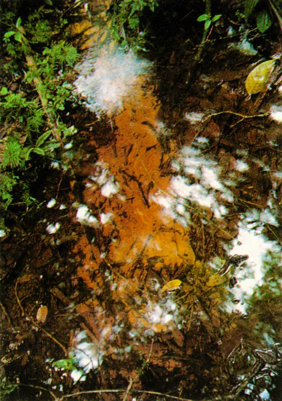 En la selva húmeda tropical, ecosistema cerrado, el reciclaje de la materia orgánica es un proceso vital. Cuando las hojas caen al suelo son colonizadas por un ejército de microorganismos, especialmente bacterias y hongos, los cuales inician rápidamente su degradación. Los minerales así liberados son incorporados lo más pronto posible por las plantas y reutilizados