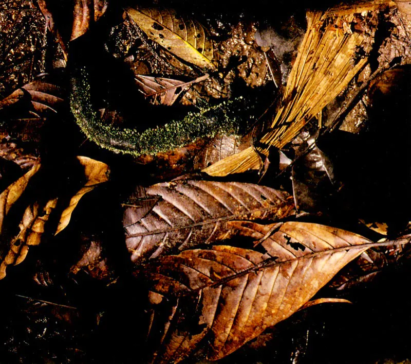 En la selva húmeda tropical, ecosistema cerrado, el reciclaje de la materia orgánica es un proceso vital. Cuando las hojas caen al suelo son colonizadas por un ejército de microorganismos, especialmente bacterias y hongos, los cuales inician rápidamente su degradación. Los minerales así liberados son incorporados lo más pronto posible por las plantas y reutilizados