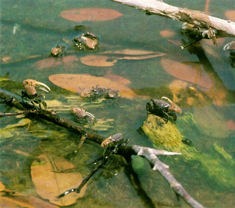 Las hojas de mangle al ser finamente fraccionadas y cubrirse con bacterias sirven de nutriente a infinidad de organismos detritívoros, como a los cangrejos violinistas, Uca vocator, que recogen el material detrítico con sus pequeñas pinzas especializadas en forma de cuchara con cerdas. Del material ingerido retiran la proteína bacteriana y defecan los restos orgánicos, los cuales pueden ser recolonizados por bacterias y servir nuevamente de alimento.