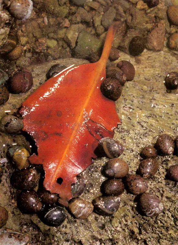 Los caracoles, Theodoxus luteofasciatus, atacan las hojas caídas del mangle con sus rádulas.
De esta manera las fraccionan y aceleran el proceso de degradación. Estos finos materiales pueden ser arrastrados
con las corrientes fuera del manglar y nutrir a
miles de hambrientos
organismos.