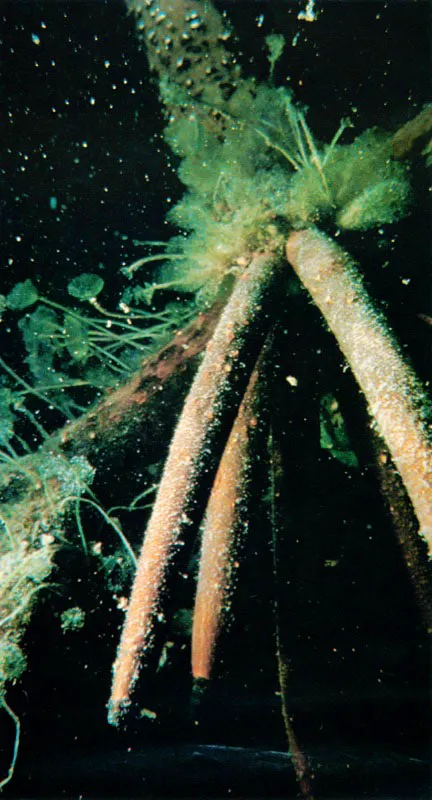 Las finas partículas de detritus, cubiertas con
una película de bacterias, quedan suspendidas en el medio para ser posteriormente capturadas por un sinnúmero de filtradores, como la ostra negra, Isognomun spp., cirripedios, colonias hidroides, gusanos segmentados
con penacho, como Sabellastarte magnifica
y ascidias. Las estrategias de filtración son diferentes, pero todas muy efectivas