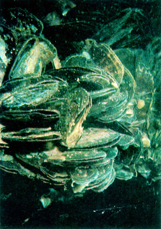Las finas partículas de detritus, cubiertas con
una película de bacterias, quedan suspendidas en el medio para ser posteriormente capturadas por un sinnúmero de filtradores, como la ostra negra, Isognomun spp., cirripedios, colonias hidroides, gusanos segmentados
con penacho, como Sabellastarte magnifica
y ascidias. Las estrategias de filtración son diferentes, pero todas muy efectivas
