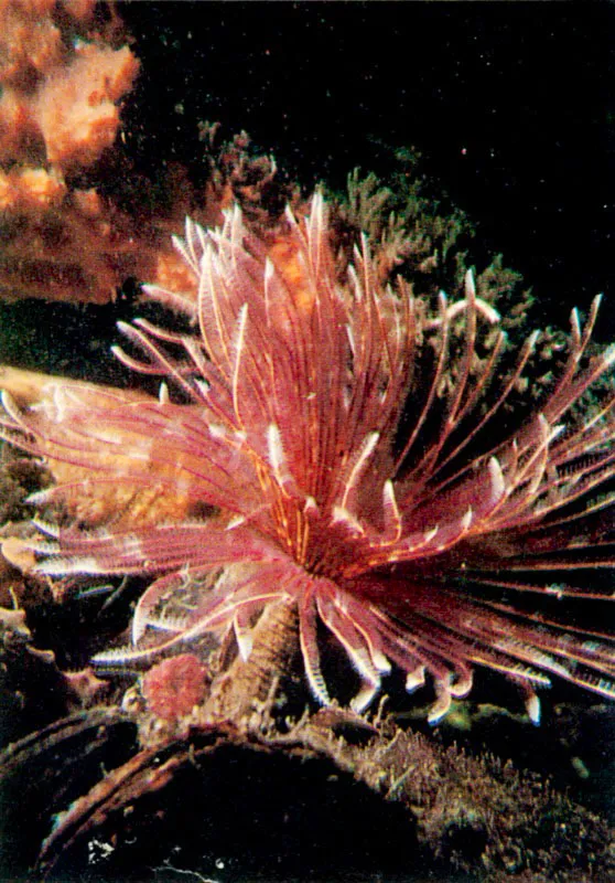 Los gusanos
segmentados con penacho, Sabellastarte spp.,
página siguiente, tienen tentáculos plumosos sobre la cabeza modificada, con los cuales barren literalmente el agua. Las partículas orgánicas suspendidas que flotan arrastradas por las mareas son atrapadas con ésta especie de “escoba” y llevadas a la boca, localizada sobre la base de los tentáculos.