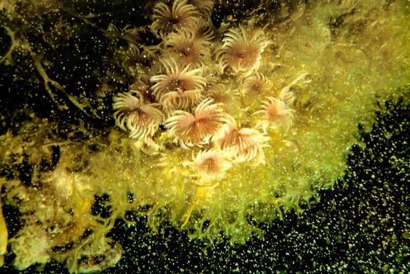 La importancia ecológica del manglar radica en su capacidad de exportar materia orgánica, y todo este proceso está íntimamente ligado con el agua y las mareas. Con ésta
llegan los nutrientes al manglar y con ella exporta la materia orgánica sobrante.
