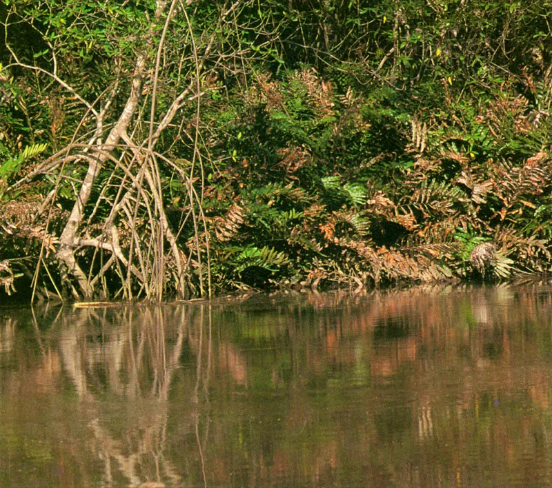 Para explotar silvicultu-ralmente el manglar
hay que tener en cuenta
al helecho invasor, Acrostichum aureum, conocido en el Pacífico como ranconcha. Este helecho, tolerante al agua salada, forma poblaciones muy densas en zonas
donde los manglares han sido talados, lo que dificulta la recolonización de estos sustratos por
parte de los embriones