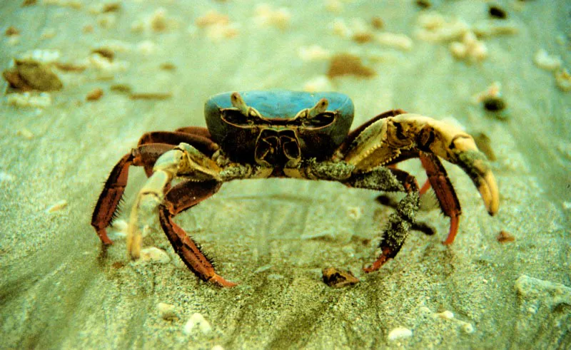 Otro enemigo de la silvicultura es el cangrejo azul, Cardisoma
crassum, el cual al alimentarse de embriones recién anclados impide el desarrollo del futuro manglar. Por lo tanto hay que evitar que estos crustáceos entren a la par-cela de siembra y proteger las nuevas plántulas de su voracidad.