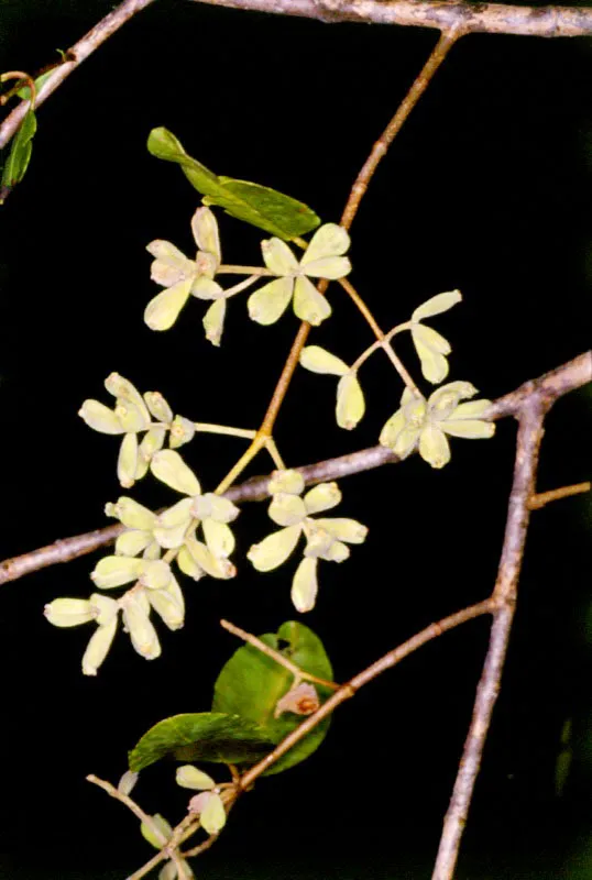 El mangle blanco, Laguncularia racemosa, 
es una excelente especie forrajera que podra ser utilizada para alimentar ganado vacuno. Esto 
puede tener implicaciones importantes s tenemos en cuenta que en las zonas 
del manglar no crecen pastos ni gramneas que 
les sirvan de alimento a estos animales, lo que ha determinado que no 
existan ganaderas. Pero una interesante alternativa puede ser la poda regular del mangle para alimentar el ganado, que permanecera en establos localizados sobre las 
playas arenosas cercanas.
 