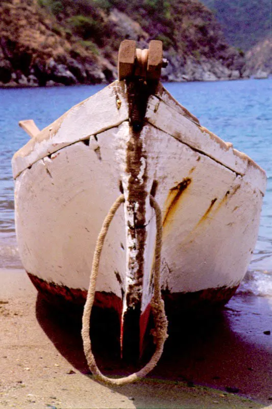 Por su dureza y alta resistencia, las varas de mangle tienen un gran mercado y son muy apreciadas en las construcciones navales, especialmente como sobrequillas, costillas y mástiles de veleros. Curiosamente,
esta madera tan resistente
y durable es muy susceptible al ataque del molusco Teredo navalis, comején
del mar, el cual la perfora
y pulveriza. Esta es la razón por la cual no se fabrican muelles u otras instalaciones marinas con ella. En el agua dulce esta madera es incorruptible. Desafortunadamente la mayor parte de ésta explotación forestal se
hace de una manera antitécnica, lo cual está amenazando al recurso debido a que los leñadores talan los manglares que crecen a la orilla de los esteros ? los más productivos y vitales para el ecosistema?, para facilitar su extracción.