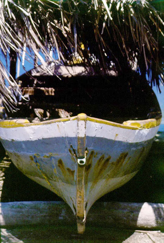 Por su dureza y alta resistencia, las varas de mangle tienen un gran mercado y son muy apreciadas en las construcciones navales, especialmente como sobrequillas, costillas y mástiles de veleros. Curiosamente,
esta madera tan resistente
y durable es muy susceptible al ataque del molusco Teredo navalis, comején
del mar, el cual la perfora
y pulveriza. Esta es la razón por la cual no se fabrican muelles u otras instalaciones marinas con ella. En el agua dulce esta madera es incorruptible. Desafortunadamente la mayor parte de ésta explotación forestal se
hace de una manera antitécnica, lo cual está amenazando al recurso debido a que los leñadores talan los manglares que crecen a la orilla de los esteros ? los más productivos y vitales para el ecosistema?, para facilitar su extracción.