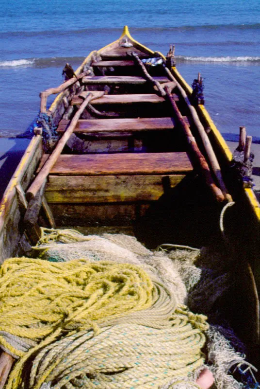 Por su dureza y alta resistencia, las varas de mangle tienen un gran mercado y son muy apreciadas en las construcciones navales, especialmente como sobrequillas, costillas y mástiles de veleros. Curiosamente,
esta madera tan resistente
y durable es muy susceptible al ataque del molusco Teredo navalis, comején
del mar, el cual la perfora
y pulveriza. Esta es la razón por la cual no se fabrican muelles u otras instalaciones marinas con ella. En el agua dulce esta madera es incorruptible. Desafortunadamente la mayor parte de ésta explotación forestal se
hace de una manera antitécnica, lo cual está amenazando al recurso debido a que los leñadores talan los manglares que crecen a la orilla de los esteros ? los más productivos y vitales para el ecosistema?, para facilitar su extracción.