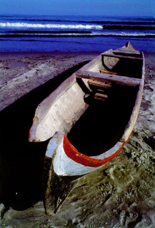 Por su dureza y alta resistencia, las varas de mangle tienen un gran mercado y son muy apreciadas en las construcciones navales, especialmente como sobrequillas, costillas y mástiles de veleros. Curiosamente,
esta madera tan resistente
y durable es muy susceptible al ataque del molusco Teredo navalis, comején
del mar, el cual la perfora
y pulveriza. Esta es la razón por la cual no se fabrican muelles u otras instalaciones marinas con ella. En el agua dulce esta madera es incorruptible. Desafortunadamente la mayor parte de ésta explotación forestal se
hace de una manera antitécnica, lo cual está amenazando al recurso debido a que los leñadores talan los manglares que crecen a la orilla de los esteros ? los más productivos y vitales para el ecosistema?, para facilitar su extracción.