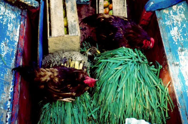 En el Pacfico colombiano las antiguas barras arenosas consolidadas que protegen al manglar 
contra el embate de las olas, se constituyen a su 
vez en los principales 
focos de asentamiento humano. El suelo franco con algo de material orgnico y limo se aprovecha para las actividades agrcolas como el cultivo de pltano y naranjas. Muchos recordamos las dulces naranjas de las playas del Choncho, en las bocas del ro San Juan, como las 
ms delicadas del mundo.
 