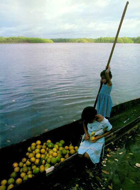 En el Pacfico colombiano las antiguas barras arenosas consolidadas que protegen al manglar 
contra el embate de las olas, se constituyen a su 
vez en los principales 
focos de asentamiento humano. El suelo franco con algo de material orgnico y limo se aprovecha para las actividades agrcolas como el cultivo de pltano y naranjas. Muchos recordamos las dulces naranjas de las playas del Choncho, en las bocas del ro San Juan, como las 
ms delicadas del mundo.
 