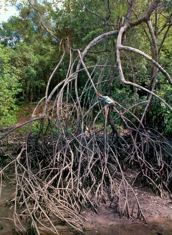 Además de las ventajas
alimenticias que el
manglar ofrece a sus
habitantes, da sombrío y
sirve de parque recreacional a los niños que
rondan sus vecindades.
Los embriones del mangle
piñuelo, arriba, izquierda,
producen una deliciosa
miel que encanta a los
niños.