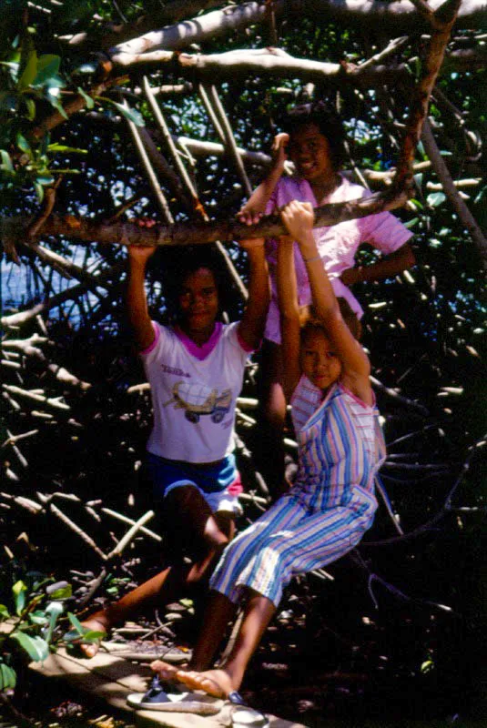Además de las ventajas
alimenticias que el
manglar ofrece a sus
habitantes, da sombrío y
sirve de parque recreacional a los niños que
rondan sus vecindades.
Los embriones del mangle
piñuelo, arriba, izquierda,
producen una deliciosa
miel que encanta a los
niños.