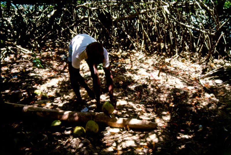 Además de las ventajas
alimenticias que el
manglar ofrece a sus
habitantes, da sombrío y
sirve de parque recreacional a los niños que
rondan sus vecindades.
Los embriones del mangle
piñuelo, arriba, izquierda,
producen una deliciosa
miel que encanta a los
niños.
