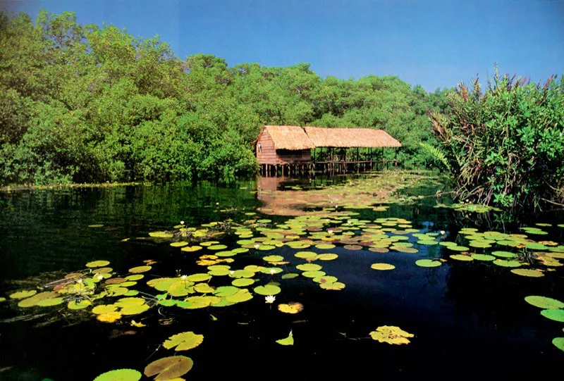 El manglar también puede
convertirse en lugar
acogedor para la gente de
la ciudad que busca reposo
en el campo.