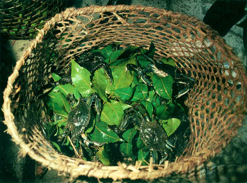 Otro importante recurso que se extrae del manglar por pesca artesanal es la jaiba, Callinectes
toxotes, que se pesca con largas líneas provistas de múltiples anzuelos, los cuales se ceban con señuelos de carne dura, como la trompa de vaca.
La jaiba se prende de la carnada y no la suelta ni siquiera cuando se va re-cobrando la línea. El hábil pescador tiene que colocar una pequeña red de mano para capturarla porque se suelta cuando llega a la superficie. Este cangrejo
es muy apreciado en la cocina costeña, pues los carapachos de jaiba son una delicia culinaria.