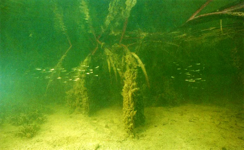 Sin lugar a dudas uno de los aspectos más importantes del manglar es su papel como área nodriza o salacuna. Cientos de peces comerciales, tanto marinos como estuarinos, cumplen sus primeras etapas de desarrollo en este medio protegido, en el cual encuentran abundante ali-mento y miles de escondrijos para escapar de sus enemigos naturales. Una vez desarrollados, salen
del estuario, donde son capturados activamente
por el hombre.