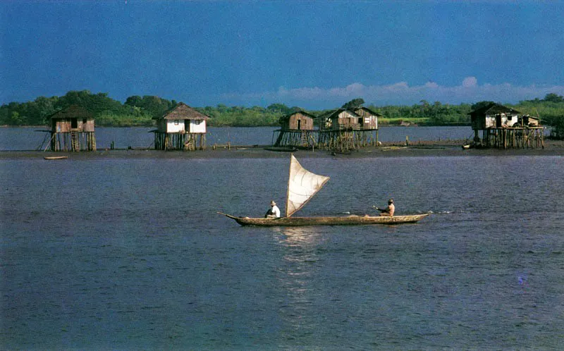 Los pescadores artesanales están tan ligados al agua y al manglar que
no se alejan de él. Cons-truyen sus viviendas sobre zancos de palma amarga, madera que no se pudre en el agua ni es atacada por
el molusco Teredo
navalis, lo que sí acontece con la de mangle.