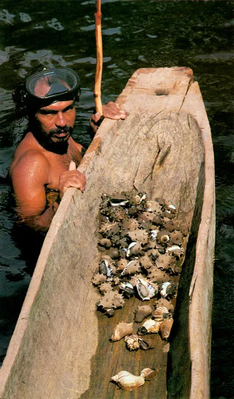En el manglar los molus-cos se pescan de diferente manera. El caracol, Melongena melongena,
se extrae buceando el
fondo estuarino, mientras que las ostras se recogen desprendiéndolas de las raíces, troncos y demás sustratos duros de la ciénaga. Una vez afuera se desprenden del lugar de anclaje con un cuchillo y
se llevan a los centros de acopio.