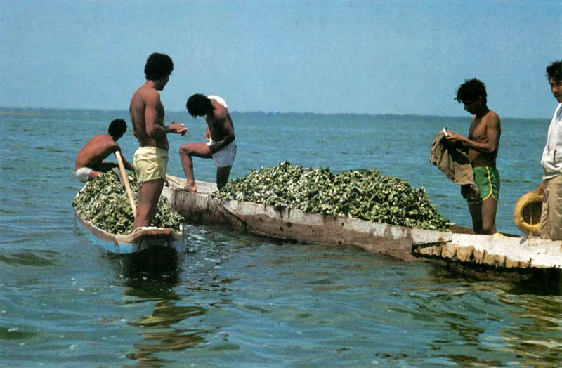 En el manglar los molus-cos se pescan de diferente manera. El caracol, Melongena melongena,
se extrae buceando el
fondo estuarino, mientras que las ostras se recogen desprendiéndolas de las raíces, troncos y demás sustratos duros de la ciénaga. Una vez afuera se desprenden del lugar de anclaje con un cuchillo y
se llevan a los centros de acopio.