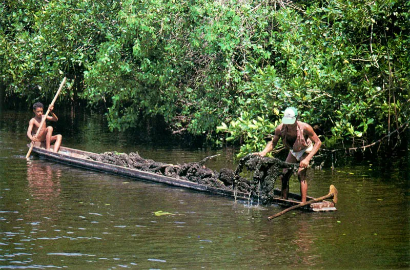 En el manglar los molus-cos se pescan de diferente manera. El caracol, Melongena melongena,
se extrae buceando el
fondo estuarino, mientras que las ostras se recogen desprendiéndolas de las raíces, troncos y demás sustratos duros de la ciénaga. Una vez afuera se desprenden del lugar de anclaje con un cuchillo y
se llevan a los centros de acopio.