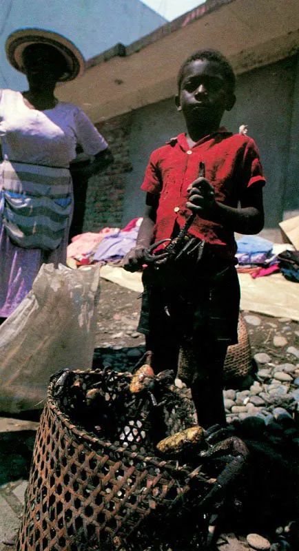 Muchos recursos del manglar como el cangrejo halacho, Ucides occidentalis, y las
iguanas, Iguana iguana, son capturados por niños
y mujeres , sin utilizar
artes de pesca, lo que permite una fácil obtención de proteína, para los habitantes de las regiones costeras de Colombia.
El arte de la pesca,
se aprende desde muy temprana edad, pues su conocimiento es indispensable para la sobrevivencia en este medio.