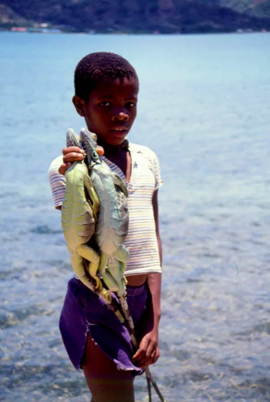 Muchos recursos del manglar como el cangrejo halacho, Ucides occidentalis, y las 
iguanas, Iguana iguana, son capturados por nios 
y mujeres , sin utilizar 
artes de pesca, lo que permite una fcil obtencin de protena, para los habitantes de las regiones costeras de Colombia. 
El arte de la pesca, 
se aprende desde muy temprana edad, pues su conocimiento es indispensable para la sobrevivencia en este medio.
 