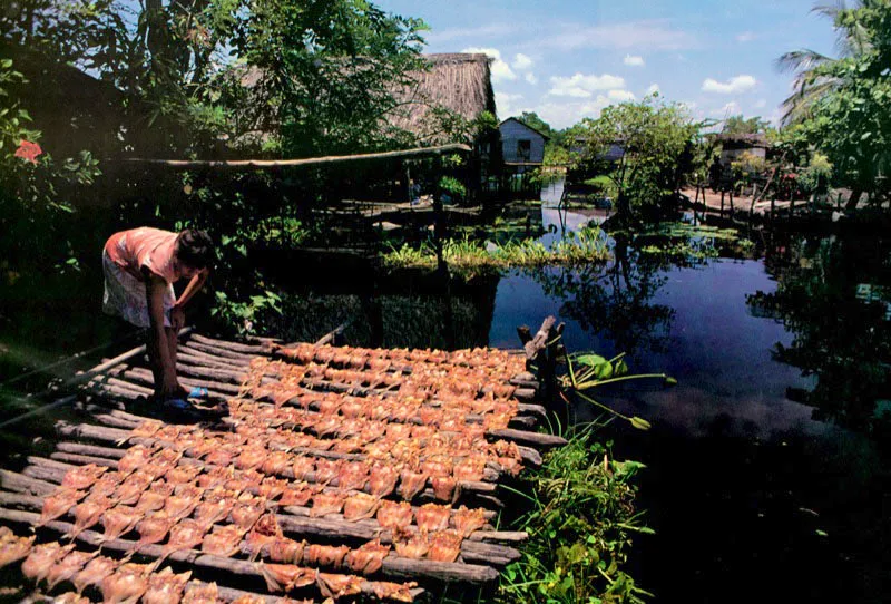 Uno de los mayores problemas que afronta el pescador artesanal en Colombia, es la falta de una adecuada infraestructura de conservacin mediante fro. Una de las alternativas tradicionales ha sido el salado y secado al sol del pescado. Con esta tcnica se logra parcialmente, pero la protena pierde mucho valor y se convierte en un alimento de segunda.
 