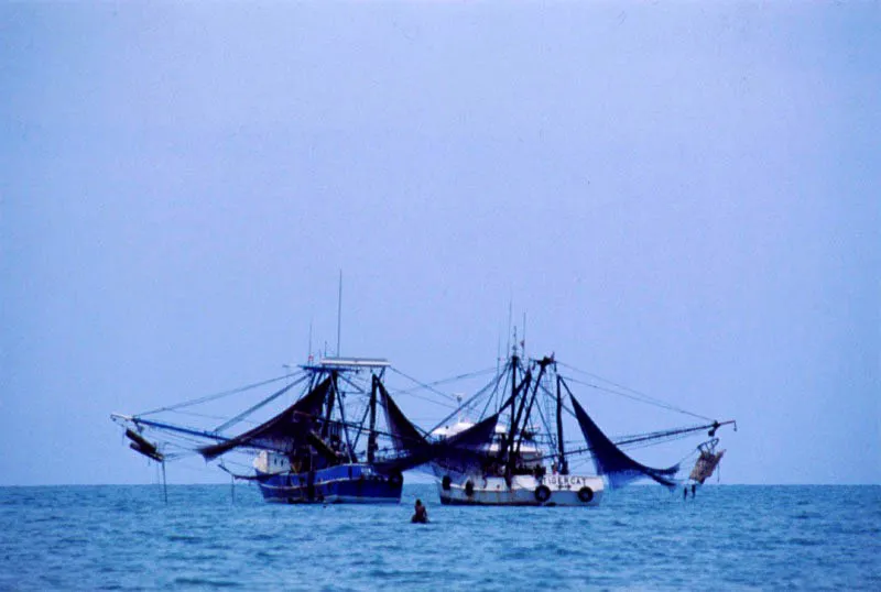 Los barcos de arrastre capturan los peces y camarones que salen del 
sistema manglar?estuario para reproducirse en el medio marino. Por lo 
tanto esta actividad depende como ninguna de la conservacin racional del medio.
 