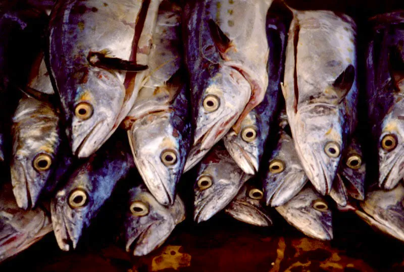 Tenemos que propender que los barcos de arrastre deben de efectuar su actividad de tal manera
que se permita que un número determinado de animales puedan desovar
y perpetuar así el ciclo biológico.