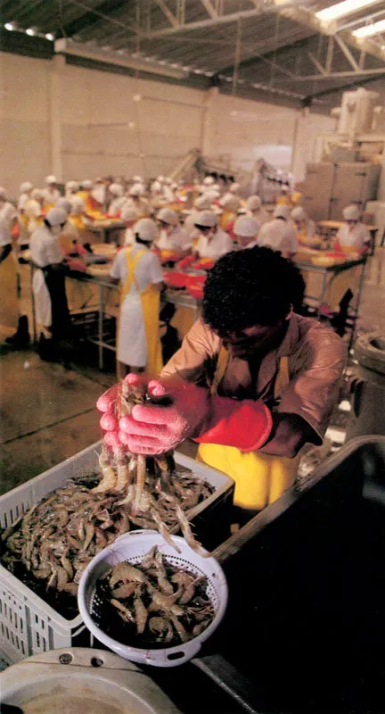 Otra forma racional de utilizar el estuario es la acuicultura en estanques, en especial la cría del camarón marino,
Penaeus vannamei. Los estanques se deben construir detrás de la franja del manglar para bombear el agua rica en nutrientes desde los
esteros. De ésta forma se logra crear una especie de estuario artificial donde se crían muy bien estos organismos, que tienen una gran aceptación en el mercado internacional y representan un filón para
la economía nacional.