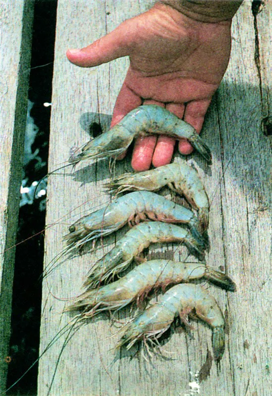 Otra forma racional de utilizar el estuario es la acuicultura en estanques, en especial la cría del camarón marino,
Penaeus vannamei. Los estanques se deben construir detrás de la franja del manglar para bombear el agua rica en nutrientes desde los
esteros. De ésta forma se logra crear una especie de estuario artificial donde se crían muy bien estos organismos, que tienen una gran aceptación en el mercado internacional y representan un filón para
la economía nacional.