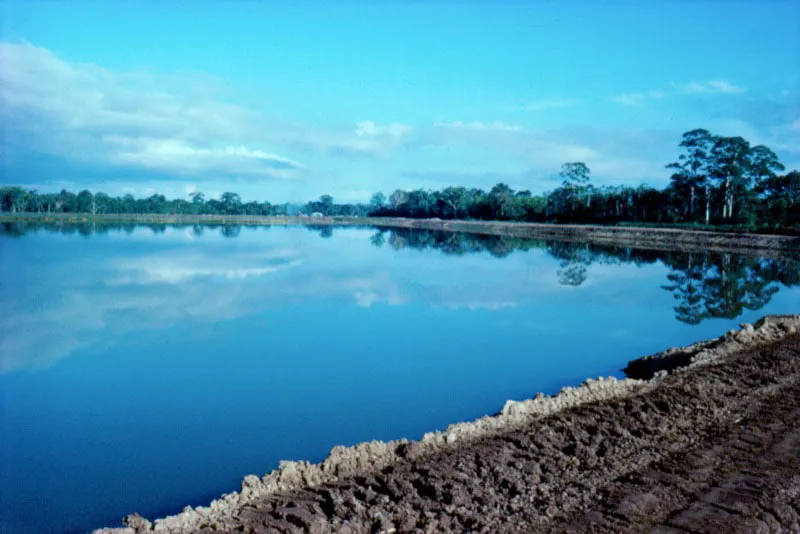 Otra forma racional de utilizar el estuario es la acuicultura en estanques, en especial la cría del camarón marino,
Penaeus vannamei. Los estanques se deben construir detrás de la franja del manglar para bombear el agua rica en nutrientes desde los
esteros. De ésta forma se logra crear una especie de estuario artificial donde se crían muy bien estos organismos, que tienen una gran aceptación en el mercado internacional y representan un filón para
la economía nacional.
